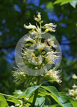 Closeup of Aesculus flava twig with buds of flowers