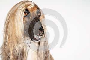 Closeup Of Afghan Hound