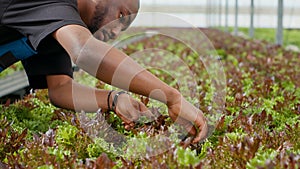 Closeup on african american man hands inspecting plants doing quality control looking at seedlings