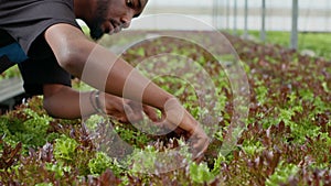 Closeup on african american man hands inspecting plants doing quality control looking at seedlings