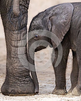 Closeup of an African baby elephant