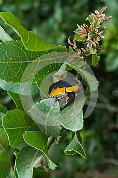 Closeup of African beetle