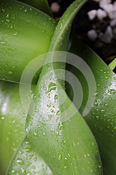 Closeup of African Blood Lily leave