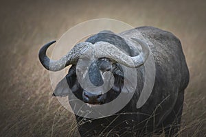 Closeup of an African buffalo in the Maasai Mara National Reserve, Kenya, Tanzania