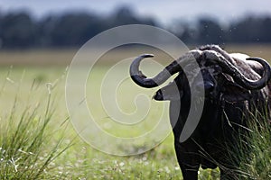 Closeup of an African buffalo (Syncerus caffer) eating in the Masai Mara, Kenya