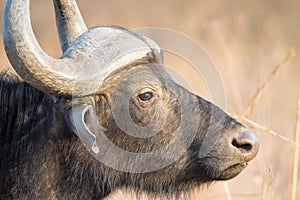 Closeup of African Buffaloe