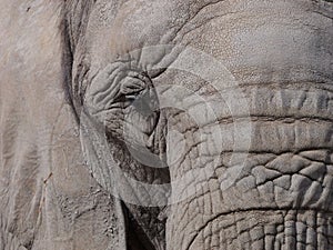 Closeup of an African bush elephant face