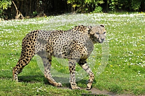 Closeup of African Cheetah