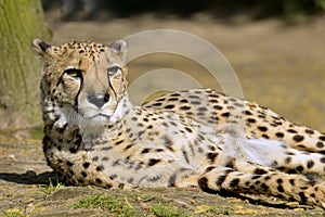 African Cheetah lying on ground