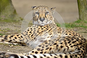 African Cheetah lying on ground