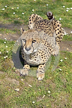 African Cheetah lying grass