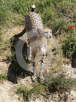 Closeup of African cheetah standing on ground