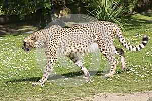 Closeup of African Cheetah