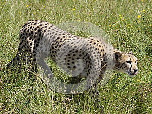 Closeup of African Cheetah in tall grasses