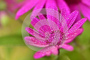 A closeup of an African daisy flower