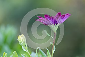 Closeup African Daisy flower (Osteospermum ecklonis)