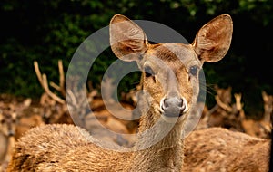 Closeup of African Deer at Taman Safari Indonesia