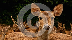 Closeup of African Deer at Taman Safari Indonesia