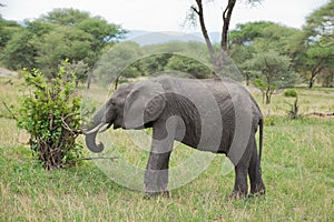 Closeup of African Elephant