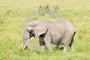 Closeup of African Elephant