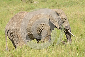 Closeup of African Elephant