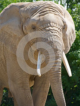 Closeup of African elephant