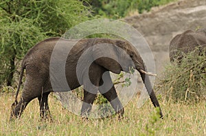 Closeup of African Elephant