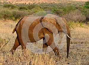 Closeup of African Elephant