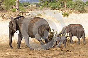 Closeup of African Elephant family
