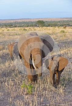 Closeup of African Elephant family