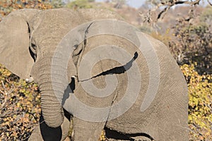 Closeup of African Elephant Head