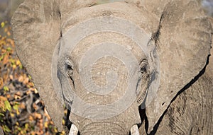 Closeup of African Elephant Head