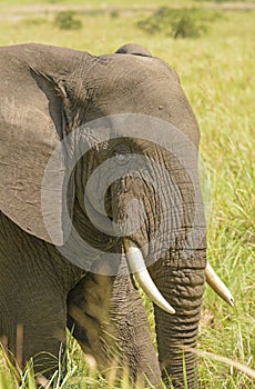 Closeup of an African Elephant Head