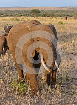 Closeup of African Elephant herd