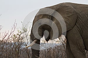 Closeup of African Elephant Loxodonta africana with a smile