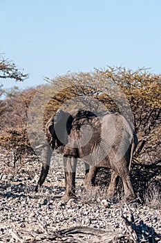 Closeup of an African Elephant Passing By