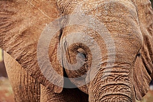 Closeup of african elephant