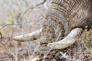 Closeup African Elephant Tusks