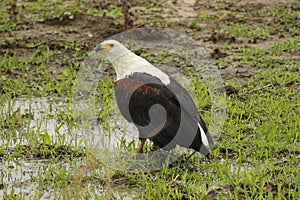 Closeup of the African fish eagle. Haliaeetus vocifer. South Luangwa National Park, Zambia.