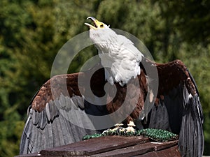 Closeup African fish eagle and screaming photo