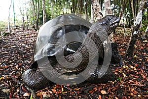 Closeup of an African forest turtle surrounded by greenery under the sunlight