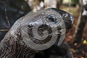 Closeup of an African forest turtle surrounded by greenery under the sunlight