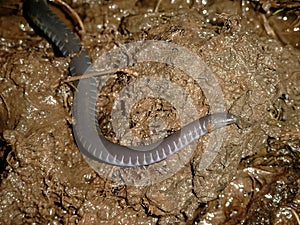 Closeup of an african Gaboon caecilian (Geotrypetes seraphini)