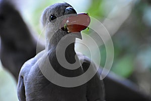 Closeup of an African Grey Lorie Go Away Bird eating a red tomato in South Africa