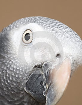 Closeup of African Grey Parrot
