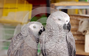 Closeup of African Grey parrots