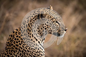 Closeup of African leopard