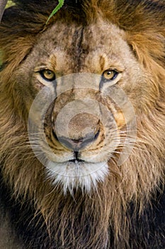 Closeup of a African Male Lion
