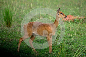 Closeup of an african oribi antelope in the Murchison Falls National Park