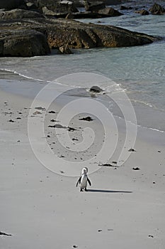 Closeup of an african penguin, also known as Cape penguin on Boulders beach in Cape Town, South Africa